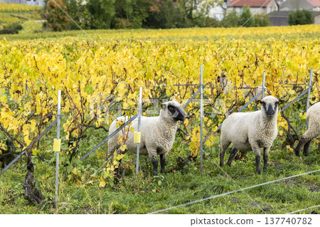 Sheep grazing in a Champagne vineyard in autumn Sheep grazing in a Champagne vineyard in autumn 137740782