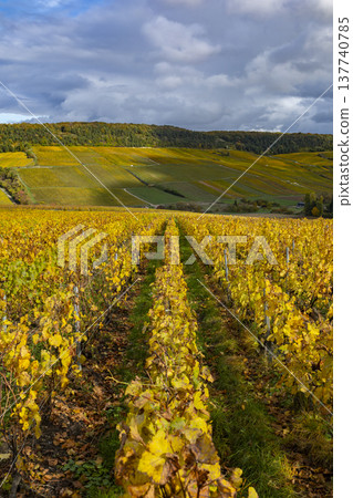 Vineyards in autumn with yellow leaves in Champagne France Vineyards in autumn with yellow leaves in Champagne France 137740785