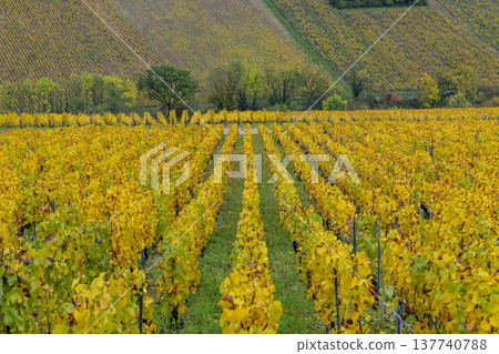 Golden autumn vineyard rows in Chablis, France Golden autumn vineyard rows in Chablis, France 137740788