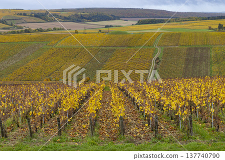 Golden autumn vineyards in Chablis, Bourgogne Franche Comte, France Golden autumn vineyards in Chablis, Bourgogne Franche Comte, France 137740790