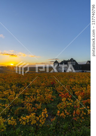 Chateau de Vougeot vineyards glowing at sunset in Bourgogne 137740796