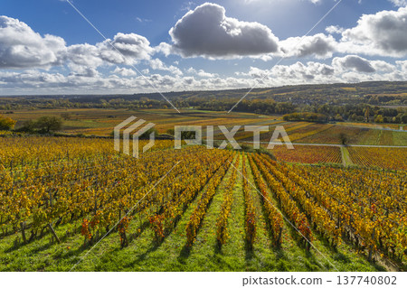 Autumn vineyard landscape in Santenay, Bourgogne Franche Comte, France 137740802
