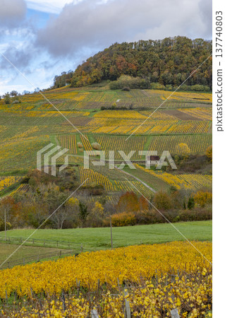 Autumn grapevines covering the rolling hills of Chateau Chalon Autumn grapevines covering the rolling hills of Chateau Chalon 137740803