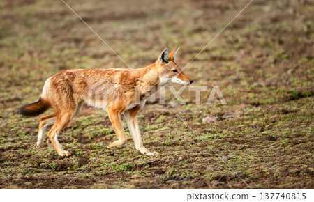 Rare endangered Ethiopian Wolf (Canis simensis) foraging in highland grasslands Rare endangered Ethiopian Wolf (Canis simensis) foraging in highland grasslands 137740815