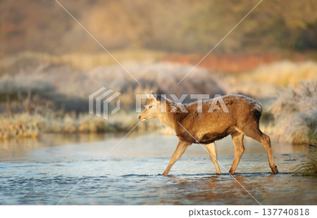 Young red deer walking through a shallow stream on a frosty morning 137740818