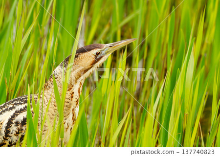 Portrait of Eurasian bittern (Botaurus stellaris) standing motionless and camouflaged among green reeds 137740823