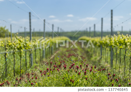 Vineyard rows growing grapevines with crimson clover 137740845