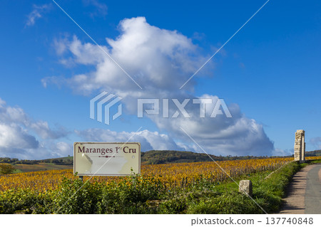 Maranges Premier Cru vineyard in Bourgogne Franche Comte during autumn 137740848