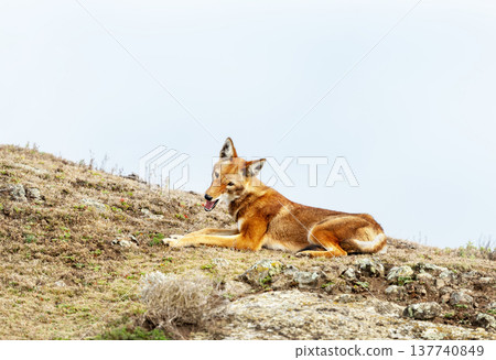 Rare endangered Ethiopian Wolf (Canis simensis) resting in highland grasslands 137740849