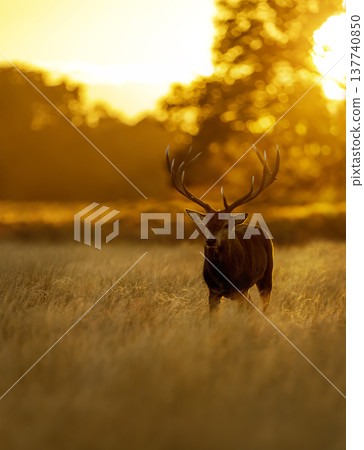 Silhouette of Red deer stag standing in a meadow against golden, misty sunrise in autumn 137740850