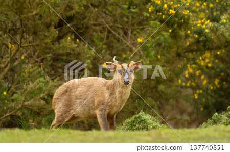 Male Reeves's Muntjac deer standing in meadow 137740851