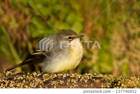 Portrait of Grey wagtail foraging beside freshwater pond 137740852