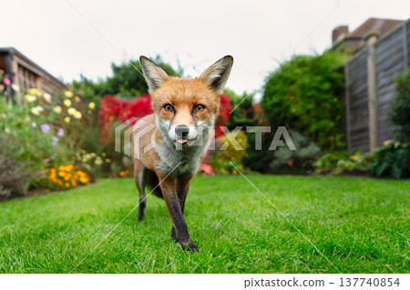 Portrait of a curious red fox standing on a green grass in urban garden Portrait of a curious red fox standing on a green grass in urban garden 137740854