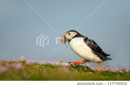 Portrait of Atlantic puffin holding fish in beak on coastal cliff Portrait of Atlantic puffin holding fish in beak on coastal cliff 137740858
