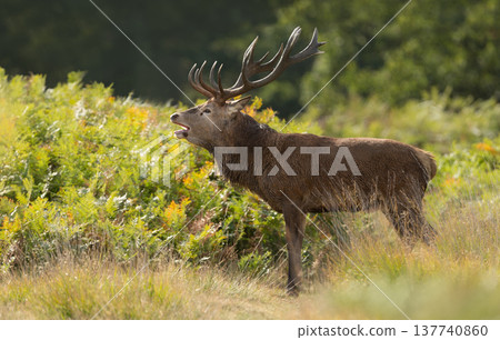 Red deer stag roaring during rutting season in autumn 137740860