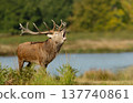 Red deer stag roaring during rutting season in autumn 137740861