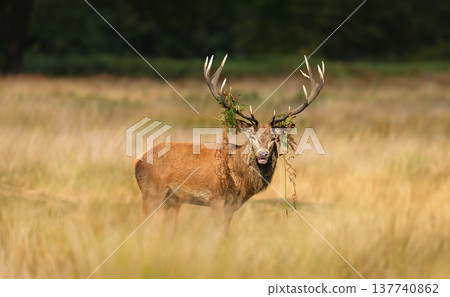 Red deer stag standing in meadow in autumn Red deer stag standing in meadow in autumn 137740862