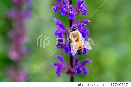 Western honey bee collecting nectar from purple salvia flower Western honey bee collecting nectar from purple salvia flower 137740867