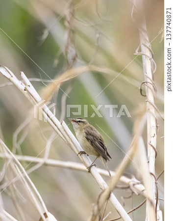 Sedge warbler perched on reeds calling in Czechia Sedge warbler perched on reeds calling in Czechia 137740871