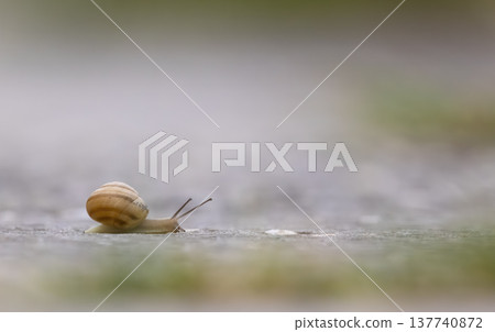Snail slowly moving forward on textured ground 137740872