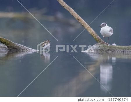 Black headed gull and sandpiper observing water environment 137740874