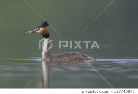 Great crested grebe swimming across tranquil lake Great crested grebe swimming across tranquil lake 137740875
