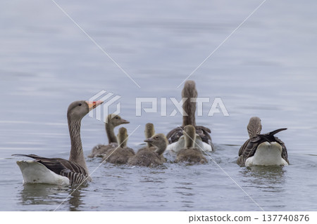 Greylag goose family swimming with young goslings 137740876