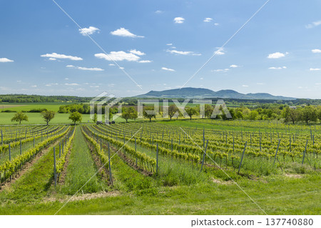 Vineyard rows in Ivan, South Moravia with Palava hills Vineyard rows in Ivan, South Moravia with Palava hills 137740880