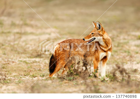 Rare endangered Ethiopian Wolf (Canis simensis) foraging in highland grasslands 137740898