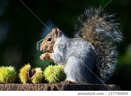 Grey squirrel eating chestnut while sitting on tree stump surrounded by spiky chestnut burrs Grey squirrel eating chestnut while sitting on tree stump surrounded by spiky chestnut burrs 137740899