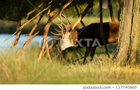 Red deer stag thrashing antlers on tree branches during autumn rut 137740900