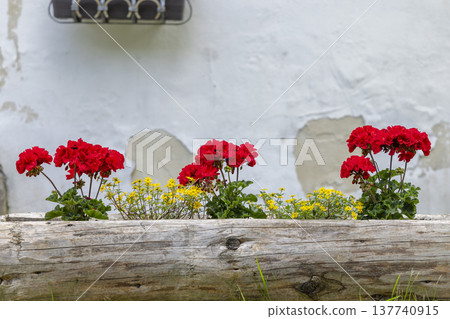Red geraniums blooming in wooden log planter, Spania Dolina Red geraniums blooming in wooden log planter, Spania Dolina 137740915