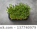 Fresh green pea shoots microgreens growing container healthy nutrition diet fibre superfood 137740979