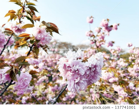 A close-up of double cherry blossoms blooming densely. A close-up of double cherry blossoms blooming densely. 137741001
