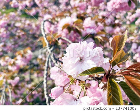 Double cherry blossoms in full bloom, bathed in sunlight. Double cherry blossoms in full bloom, bathed in sunlight. 137741002