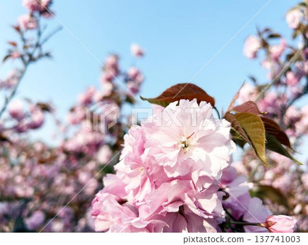 A close-up of double cherry blossoms bathed in sunlight. A close-up of double cherry blossoms bathed in sunlight. 137741003