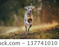 Weimaraner dog running fast in forest path during golden hour with motion and shallow depth of field 137741010