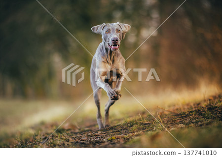 Weimaraner dog running fast in forest path during golden hour with motion and shallow depth of field Weimaraner dog running fast in forest path during golden hour with motion and shallow depth of field 137741010