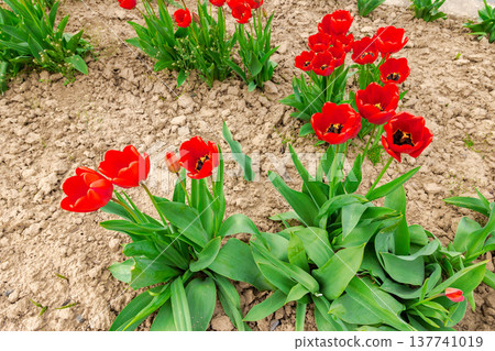 red tulip blooming on a flower bed with open ground in spring season. floral background for urban environment design in uzhhorod, ukraine. cloudy weather red tulip blooming on a flower bed with open ground in spring season. floral background for urban environment design in uzhhorod, ukraine. cloudy weather 137741019
