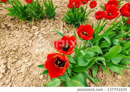red tulip blooming on a flower bed with open ground in spring season. floral background for urban environment design in uzhhorod, ukraine. cloudy weather red tulip blooming on a flower bed with open ground in spring season. floral background for urban environment design in uzhhorod, ukraine. cloudy weather 137741020