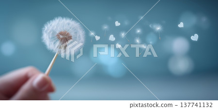 Hand holding dandelion blowing heart seeds. Human hand holding a dandelion while seeds with heart shapes are floating in the air against a soft blue background Hand holding dandelion blowing heart seeds. Human hand holding a dandelion while seeds with heart shapes are floating in the air against a soft blue background 137741132