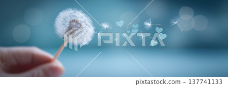 Hand holding dandelion blowing heart seeds. Human hand holding a dandelion while seeds with heart shapes are floating in the air against a soft blue background Hand holding dandelion blowing heart seeds. Human hand holding a dandelion while seeds with heart shapes are floating in the air against a soft blue background 137741133