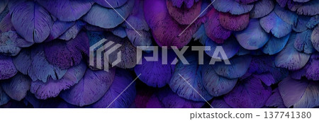 Purple and blue feathers creating abstract texture background. Overlapping purple and blue feathers creating a soft, natural, and rich textural pattern 137741380