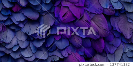 Purple and blue feathers creating abstract texture background. Overlapping purple and blue feathers creating a soft, natural, and rich textural pattern 137741382