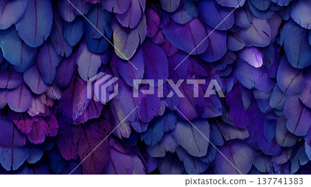Purple and blue feathers creating abstract texture background. Overlapping purple and blue feathers creating a soft, natural, and rich textural pattern 137741383