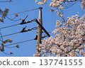 典型的春日景象：櫻花盛開，電線桿聳立。 137741555