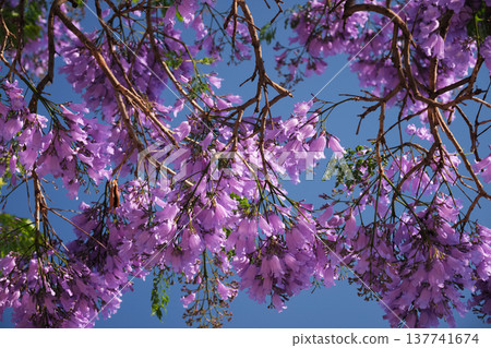 Vibrant jacaranda tree displays stunning purple blooms under a clear blue sky in Lisbon, capturing the essence of springtime in the city. 137741674