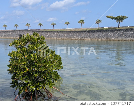 Mangroves of Okinawa reflected on the water's surface 137741717