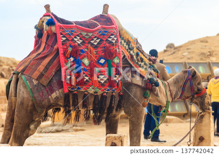 Bactrian camel with colorful saddle near Great Pyramids of Giza in Cairo, Egypt 137742042