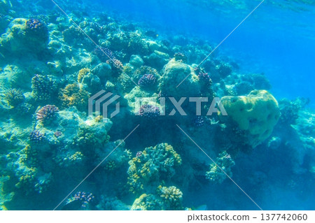 Coral reef in the Red sea in Ras Mohammed national park. Sinai peninsula in Egypt 137742060
